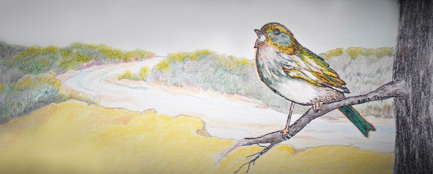 Colored pencil illustration of a songbird on a branch above a river